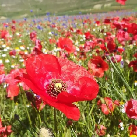 Tatil Evi La Casa Di Mastro Ivetto *