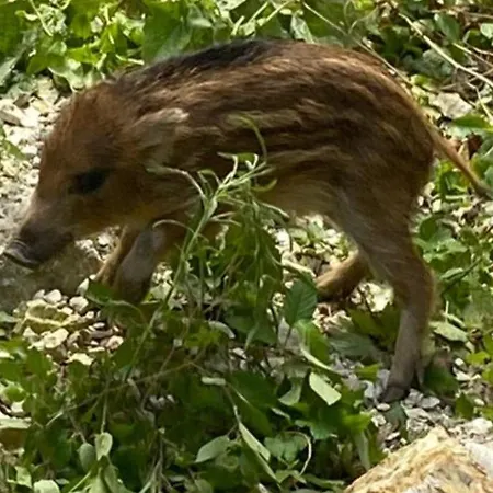 La Casa Di Mastro Ivetto 度假居 Arcevia