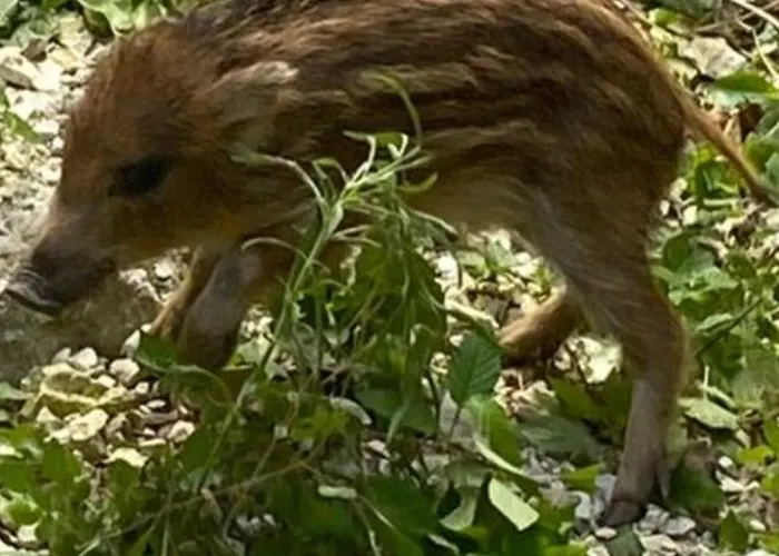 La Casa Di Mastro Ivetto Σπίτι διακοπών Arcevia